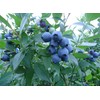 200 Pcs Blueberry Seeds for Planting