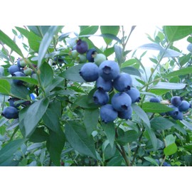 200 Pcs Blueberry Seeds for Planting