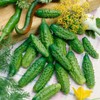 Cucumber Parisian Gherkin Seeds – Open-Pollinated | 50–55 Days to
