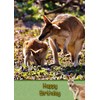 Kangaroo Birthday Card