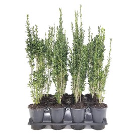 Sky Pencil Japanese Holly - 12 Live Quart Size Plants - Ilex Crenata - Formal Low Maintenance Evergreen Plants