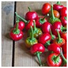 Everwilde Farms - 1/4 Lb Red Cherry Hots Hot Pepper