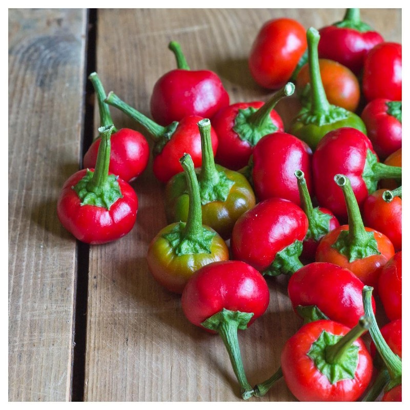 Everwilde Farms - 1/4 Lb Red Cherry Hots Hot Pepper