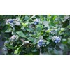 200 Pcs Blueberry Seeds for Planting