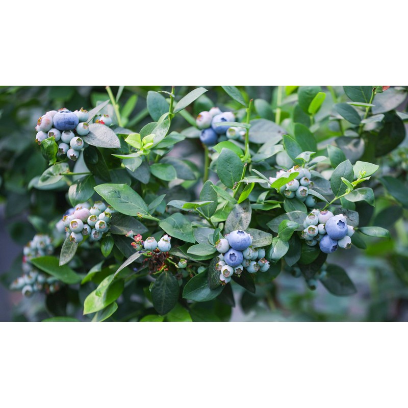 200 Pcs Blueberry Seeds for Planting