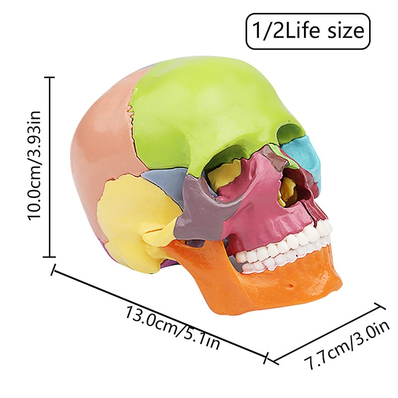 Anatomical Skull Model with Coloured Marking - Didactic Skull Model