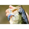 Shimano Bait 99SS ZR-599T Gourin Bass 014 Bantam Freshwater Plug,