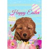 Cavapoo Red - Best of Breed - HHS Easter House