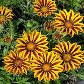 Outsidepride Gazania Big Kiss Yellow Flame Flower Seeds - 25 Seeds