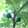 Hardy Chicago Organic Fig Tree 5 Cuttings ---Hardy Chicago