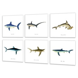Gnosis Picture Archive Sharks Wall Art Prints Set of 6 Unframed Under The Sea Themed Decor