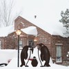 Penguin Family Stake Statue Simulation Vivid Hollow Iron Animal Stake