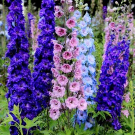 Delphinium Annual Tall Seed Mix for Planting Larkspur About 100 Seeds