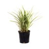 AMERICAN PLANT EXCHANGE Aztec Grass Indoor/Outdoor Air Purifier Live Plant,