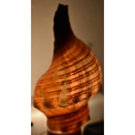 Florida Shells and Gifts Seashell Night Light Real Fox Conch Beach Decor w. on/Off Switch Beautiful Coastal Cottage