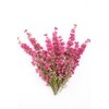Heather Flowers - Dried Calluna vulgaris Loose Tea from 100%