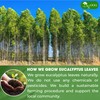 TOG999, Premium 100 Eucalyptus Leaf Tea Bags, 100% Natural &