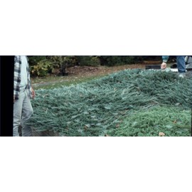 Juniper Bar Harbor - 30 Live Plants - Drought Tolerant Cold Hardy Evergreen Ground Cover
