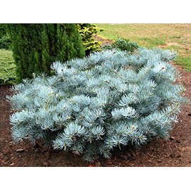 SPREADING WHITE FIR - Abies concolor 'Wattezii Prostrata' - A SPREADING, BLUE, LARGE NEEDLE FORM of EASTERN WHITE - 2 - YEAR PLANT
