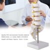 Lumbar Vertebral Spine Model Human Lumbar Educational Teaching Model Tool