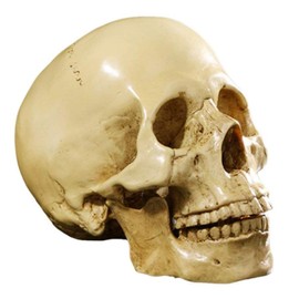 Model 1: 1 Resin Human Skull Anatomical Teaching Decoration Yellow