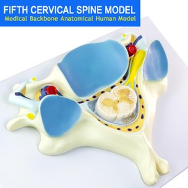 EVOTECH SCIENTIFIC Enlarged Human Fifth Section Cervical Vertebra Anatomical Model with Spinal Cord, 7X Enlarged Transection Cervical Vertebra Model for Medical Learning Research Education Display