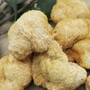 200g dried Helicopteric mane mushrooms, Helicopteric mane mushroom tea /