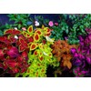 Coleus Blumei Seed Mix 200+ Non-GMO Seeds for Planting Painted