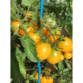 Own Organiacally Farm Grown *2024 ORGANIC "MY" SUGAR SUN CHERRY TOMATO 15 SEEDS SWEET TOMATO SUMMER 2024*
