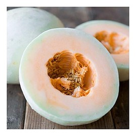 PREMIER SEEDS DIRECT - Melon - Honeydew Orange Flesh/Temptation - 100 Seeds