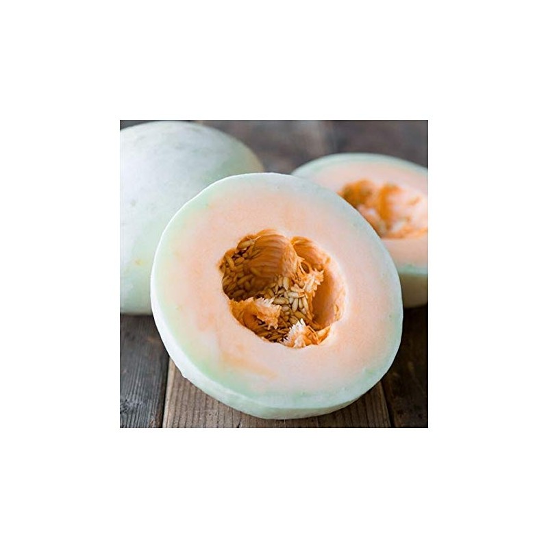 PREMIER SEEDS DIRECT - Melon - Honeydew Orange Flesh/Temptation -