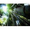 Dendrocalamus giganteus – Giant Timber Clumping Bamboo Plant