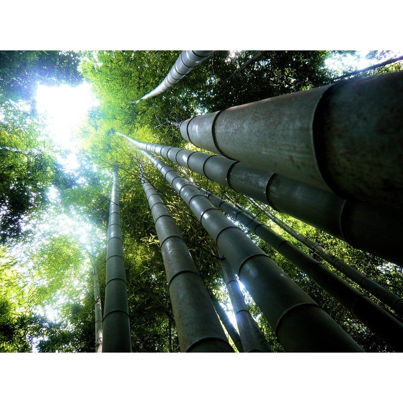 Dendrocalamus giganteus – Giant Timber Clumping Bamboo Plant