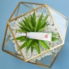 doTERRA Correct-X® Essential Ointment - 2 Pack