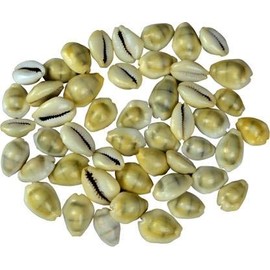 OMG-Deal 11 Piece Natural yellow Kaudi Sacred Shankh Stoneware Yantra/Black Magic Kaudi/Sidh Shri Laxmi Kaudi for Wealth Prosperity