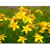 SeedsUP - 1500+ Seeds St. John's Wort (Hypericum perforatum) -