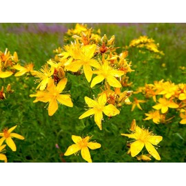 SeedsUP - 1500+ Seeds St. John's Wort (Hypericum perforatum) - Herb Yellow