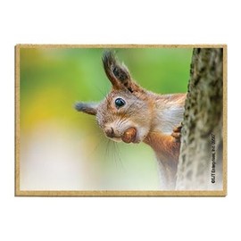 Wildlife Photography Magnet Series – Squirrel with a Nut Rustic Nature Photography Magnets for Fridge, Office, Cooler, Cabin Decor 2.5 x 3.5 inch (SJT09587)