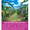KAMVIVA Vietnam's Freeze Dried Dragon Fruit, 227g/8.0 Oz, 100% Natural,