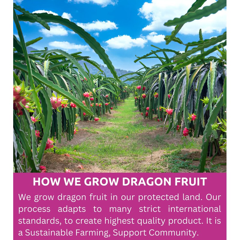 KAMVIVA Vietnam's Freeze Dried Dragon Fruit, 227g/8.0 Oz, 100% Natural,