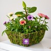 SuperMoss (55040 Marin, Fresh Green, Set of 3 (S/M/L)