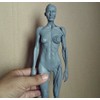 Human Body Musculoskeletal Anatomical Model for Study and Teaching (30CM4)