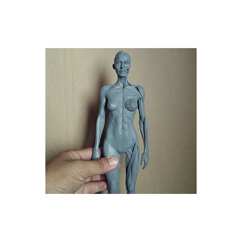 Human Body Musculoskeletal Anatomical Model for Study and Teaching (30CM4)