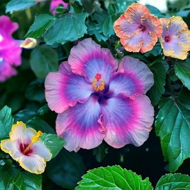 Generic 30pcs Mix Colors Giant Hibiscus Seeds - Non-GMO Heirloom Variety - Vibrant Blooms for Your Flourishing Garden