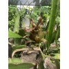 Cactus 30 Organic Dragon Fruit cuttings 8-14 inches long check