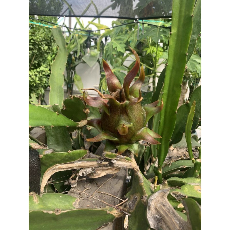 Cactus 30 Organic Dragon Fruit cuttings 8-14 inches long check