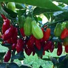 Wayland Chiles Yuquitania Seeds