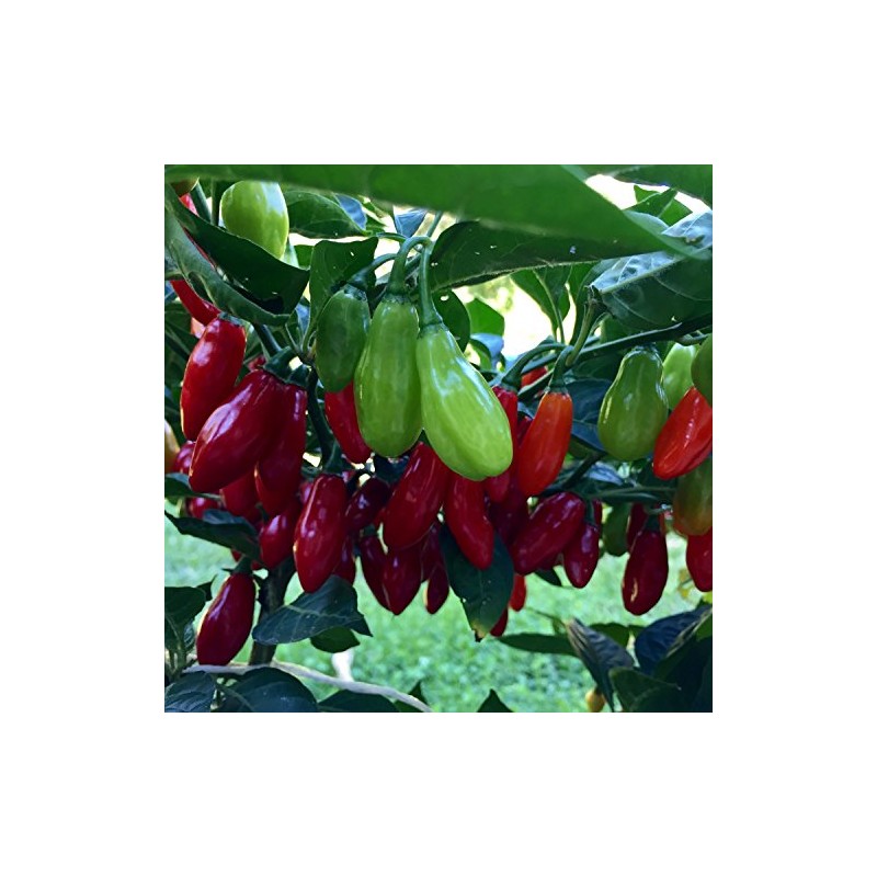 Wayland Chiles Yuquitania Seeds