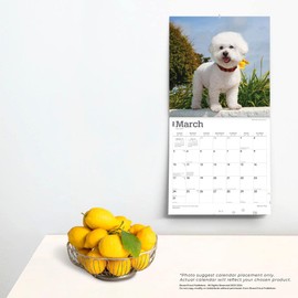 Bichon Frise | 2024 12 x 24 Inch Monthly Square Wall Calendar | BrownTrout | Animals Dog Breeds