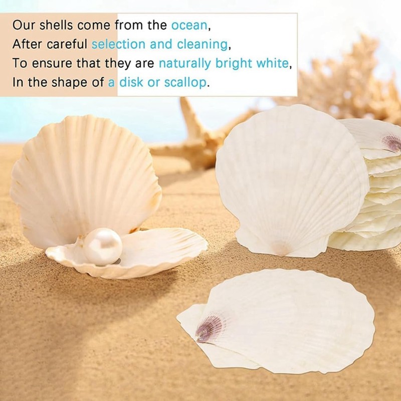 Giilayky 15 PCS Natural Sea Shell Large White, 4-4.7 Inch